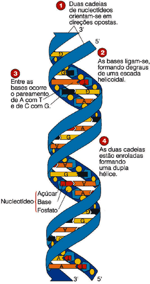 Glossário de Genética Molecular