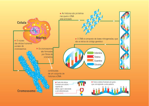 O Projeto Genoma